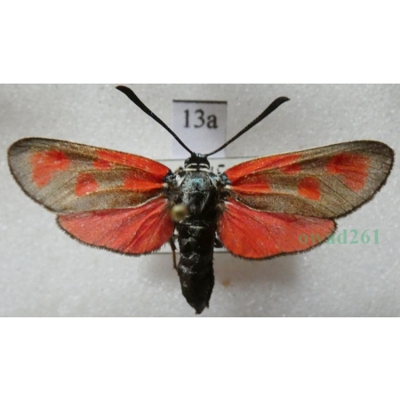 Zygaena loti (Denis & Schiffermüller, 1775) Kraśnik rogalik Spain13a